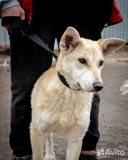 Мальчик Алтай