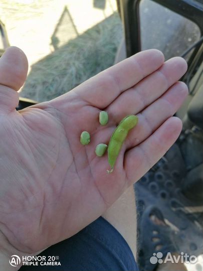 Соя Канадская под глифосат