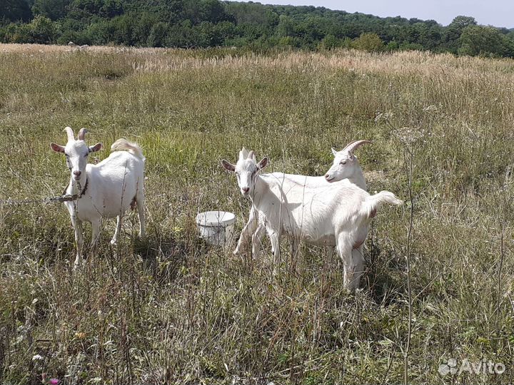 Продаются козы,козлята и козел на племя