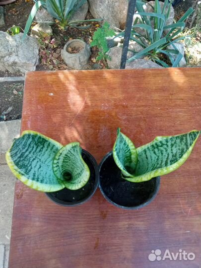 Сансевиерия Трехполосная (Тещин язык)