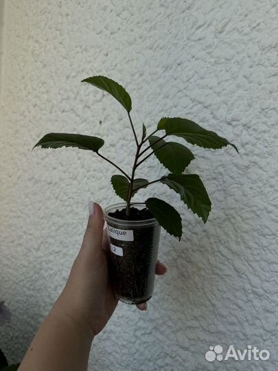 Гибискус Lalique