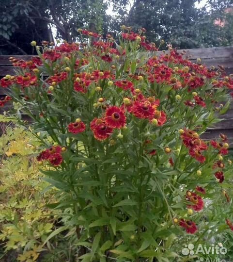 Дицентра красивая, Гелениум, Купена, Астильба