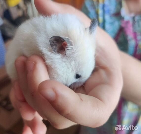 Сирийский и ангорский хомяки