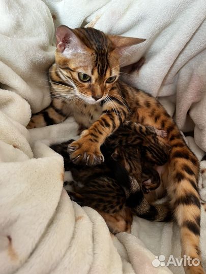 Бенгальские котята
