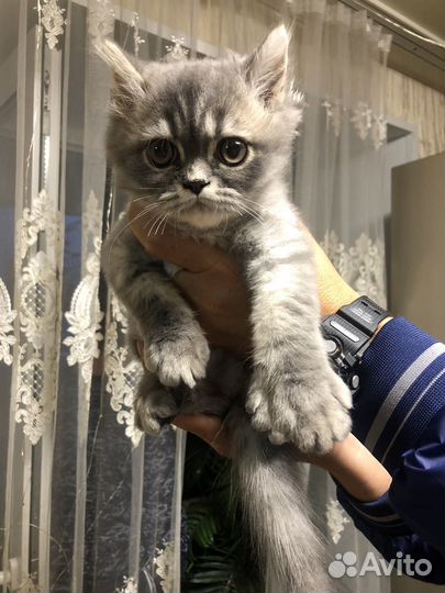 Персидские котята, 4 мальчика
