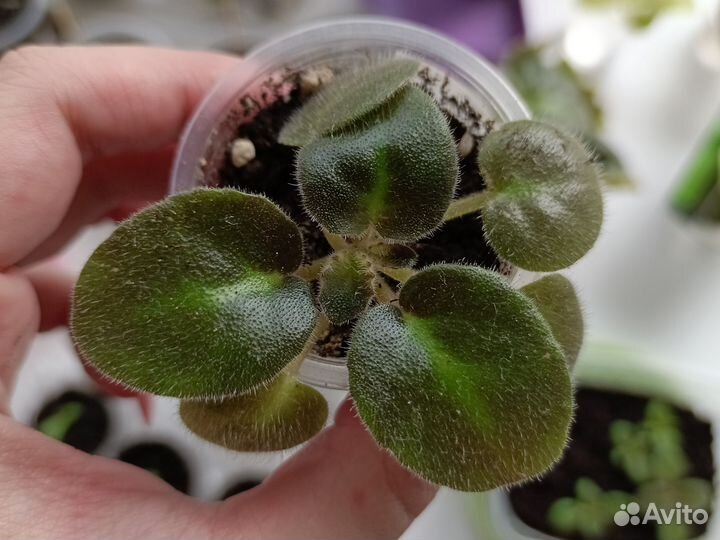 Детки фиалок