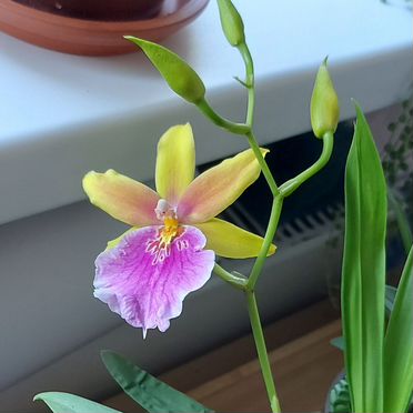 Орхидея Мильтония Сансет (Miltonia Sunset)