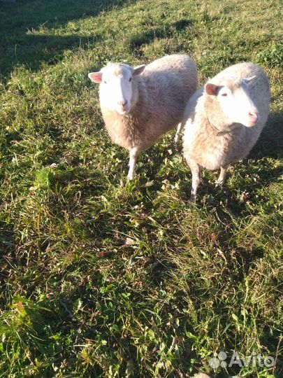 Овцы бараны