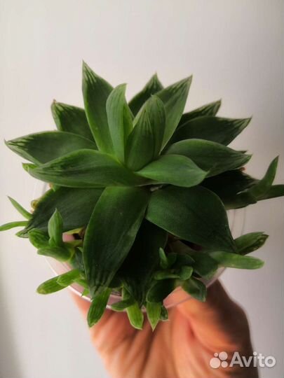 Колумнеи, хавортия Цимбиформис