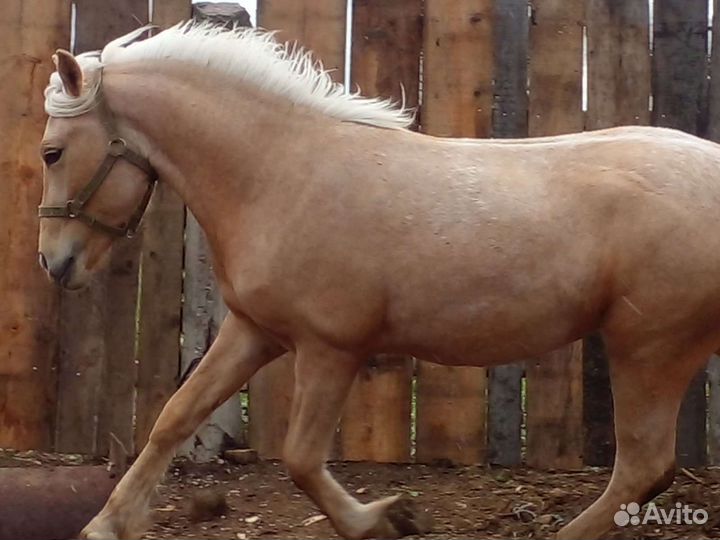 Продам лошадь