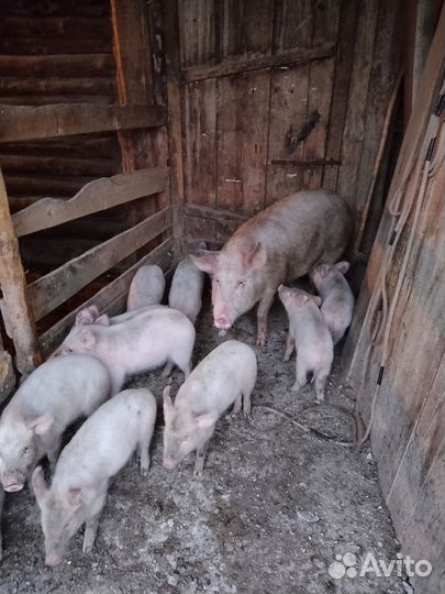Поросята