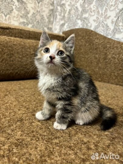 Отдам котеночка в добрые ручки