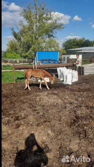 Конский навоз в мешках