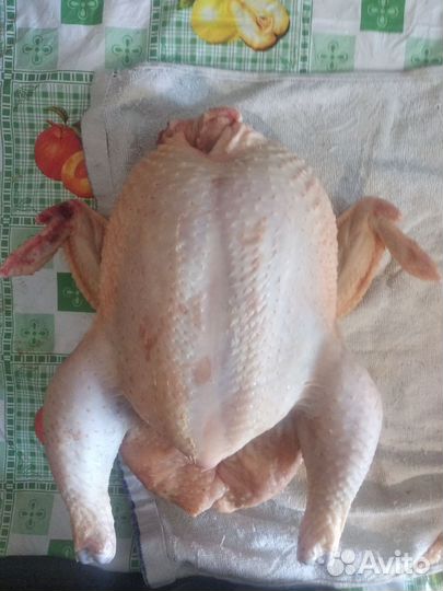 Мясо бройлера