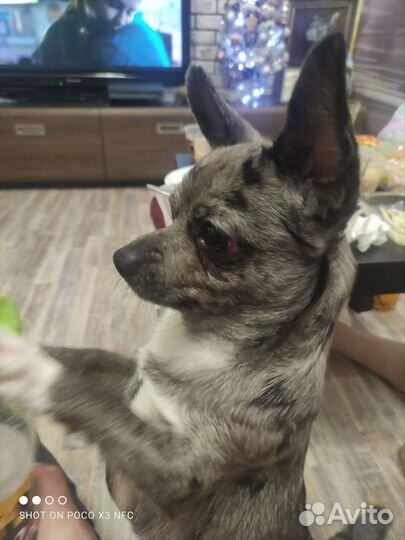 Собака для вязки