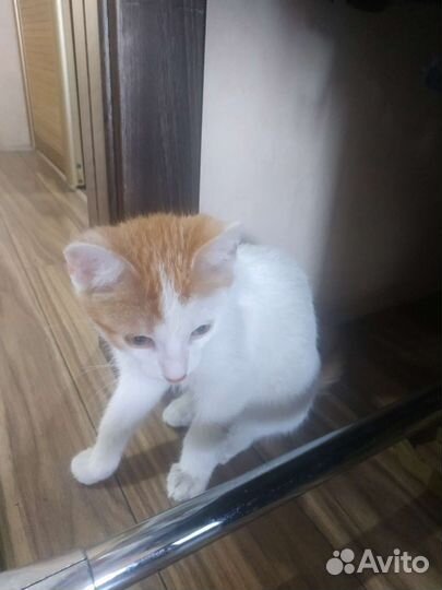 Котенок