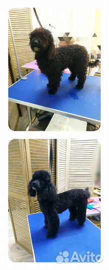 Стрижка собак (груминг)