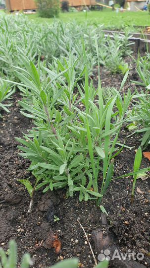 Лаванда саженцы