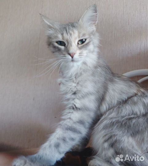 Отдам в добрые руки кошку