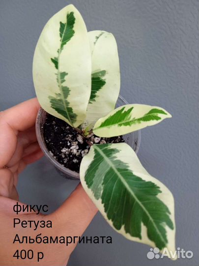 Сортовые фикусы. Часть 2