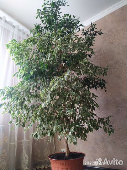 Фикус бенджамина