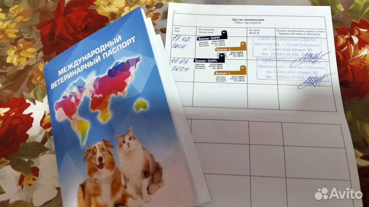 Щенки алабая
