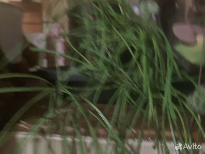 Хойи,цена разная