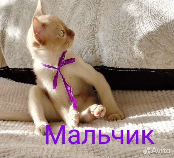 Бурманские котята