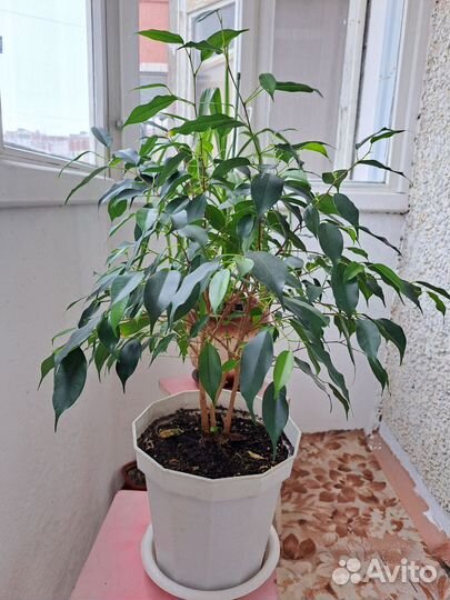 Комнатные растения