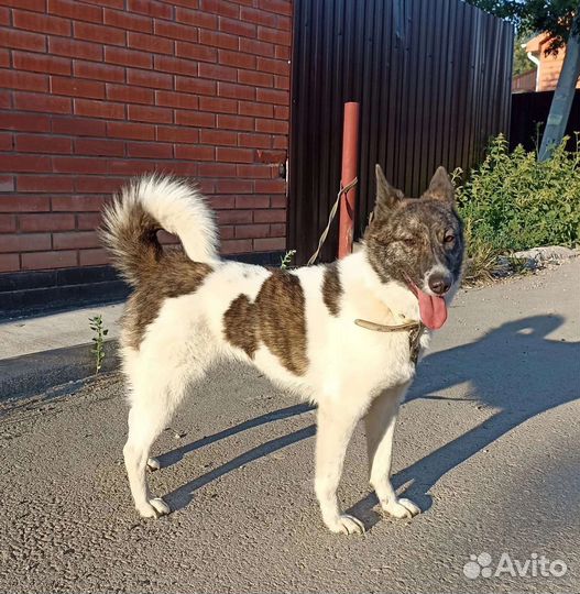 Прекрасная дама в добрые руки