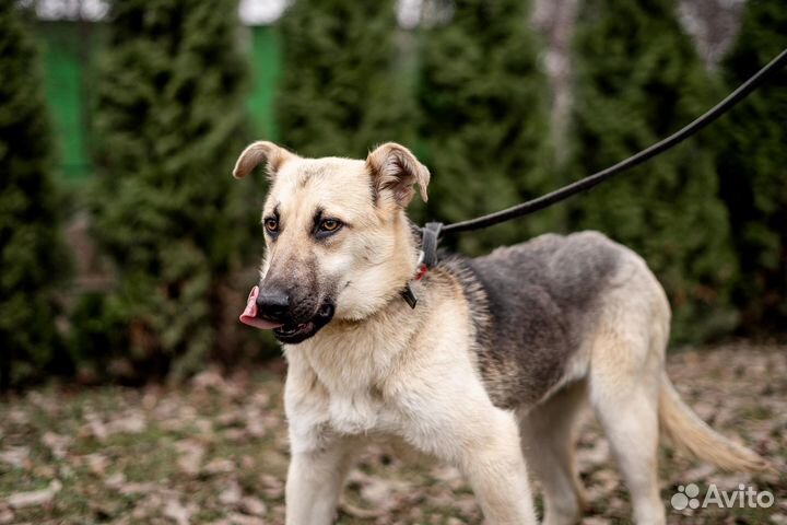 Самый ласковый ребенок тоскует в приюте
