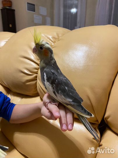 Попугай корелла птенцы