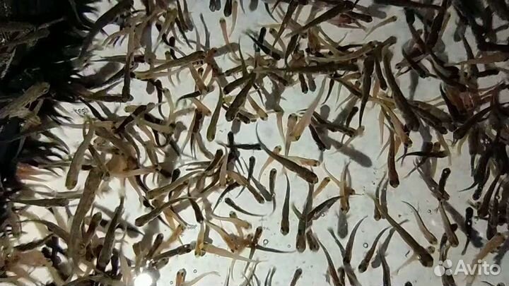 Форель малёк