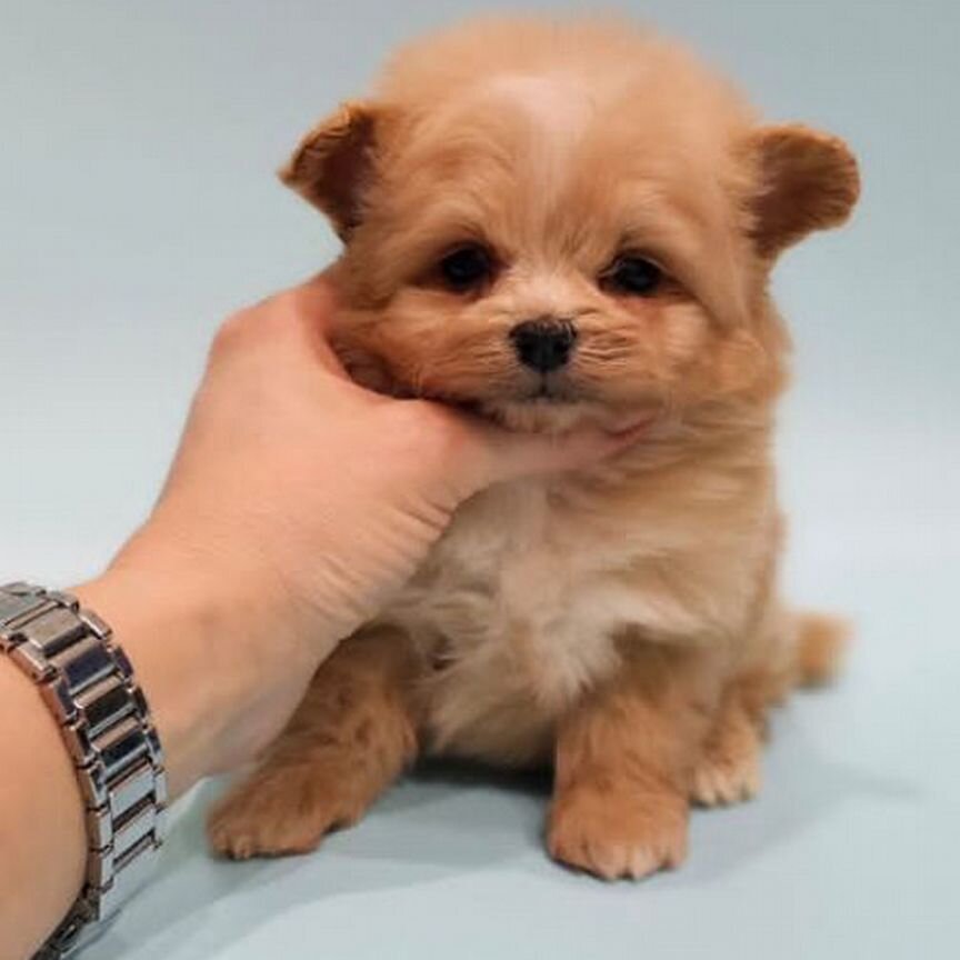 Maltipoo мини мальчик