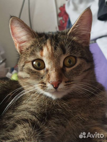 Кошка