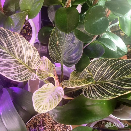 Филодендрон биркин