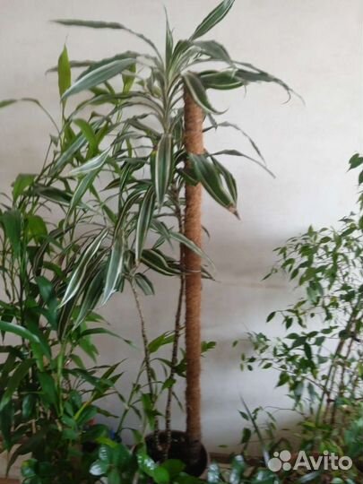 Продам цветы комнатные. В наличие много других