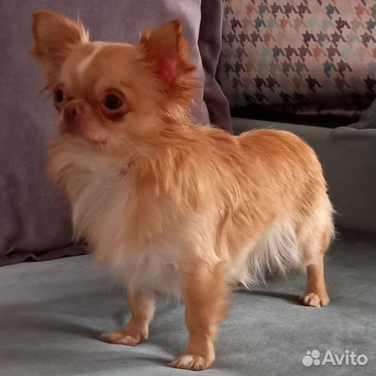 Лиловый Шеф