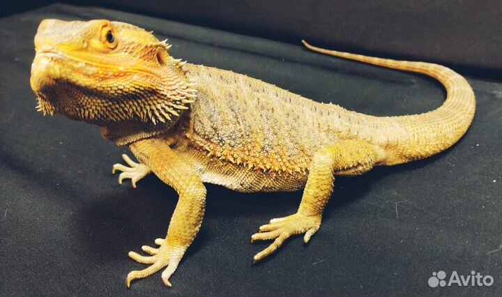 Бородатая агама