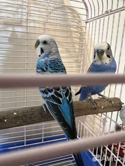 Волнистый попугай