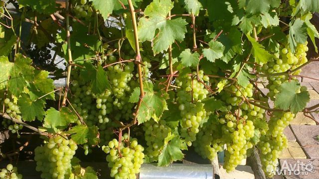 Виноград черенки