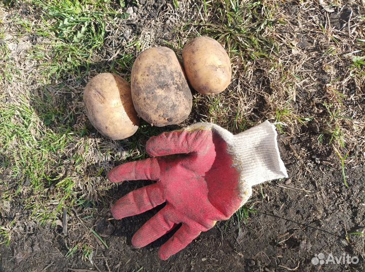 Продукты питания