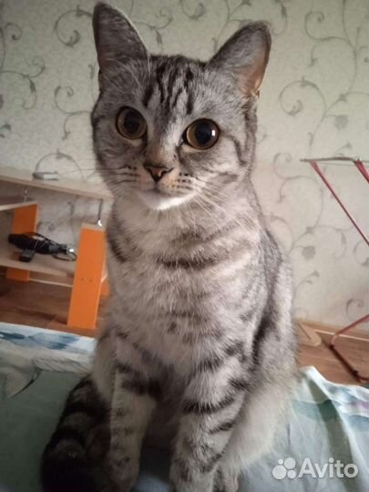 Кошки в добрые руки бесплатно