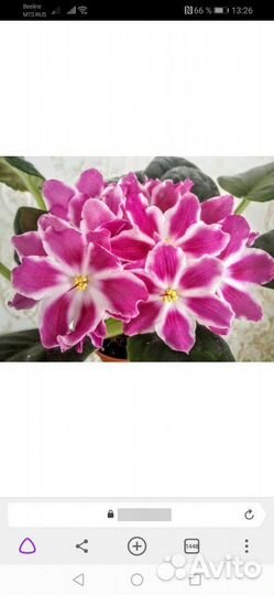 Детки фиалок