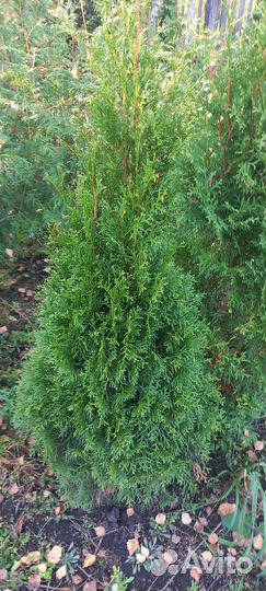 Туя Смарагд