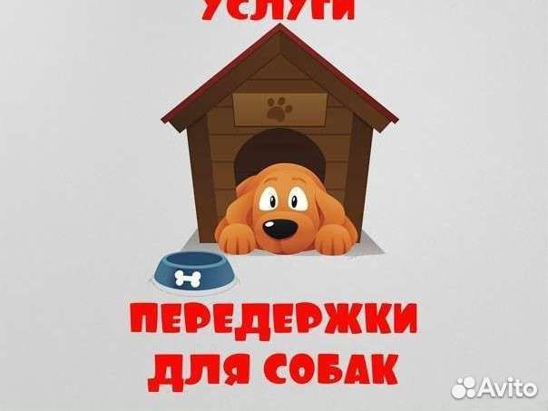 Передержка животных