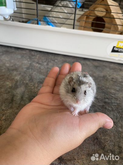 Клетка для грызунов бу с хомяком и тд