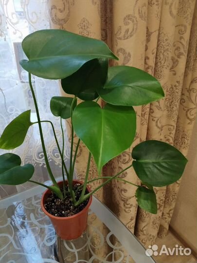 Комнатные цветы манстера