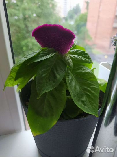 Цветок с горшком(Целозия)