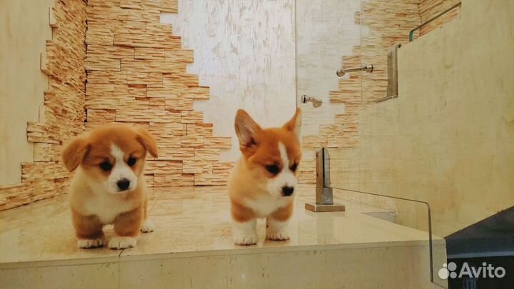 Вельш корги пемброк